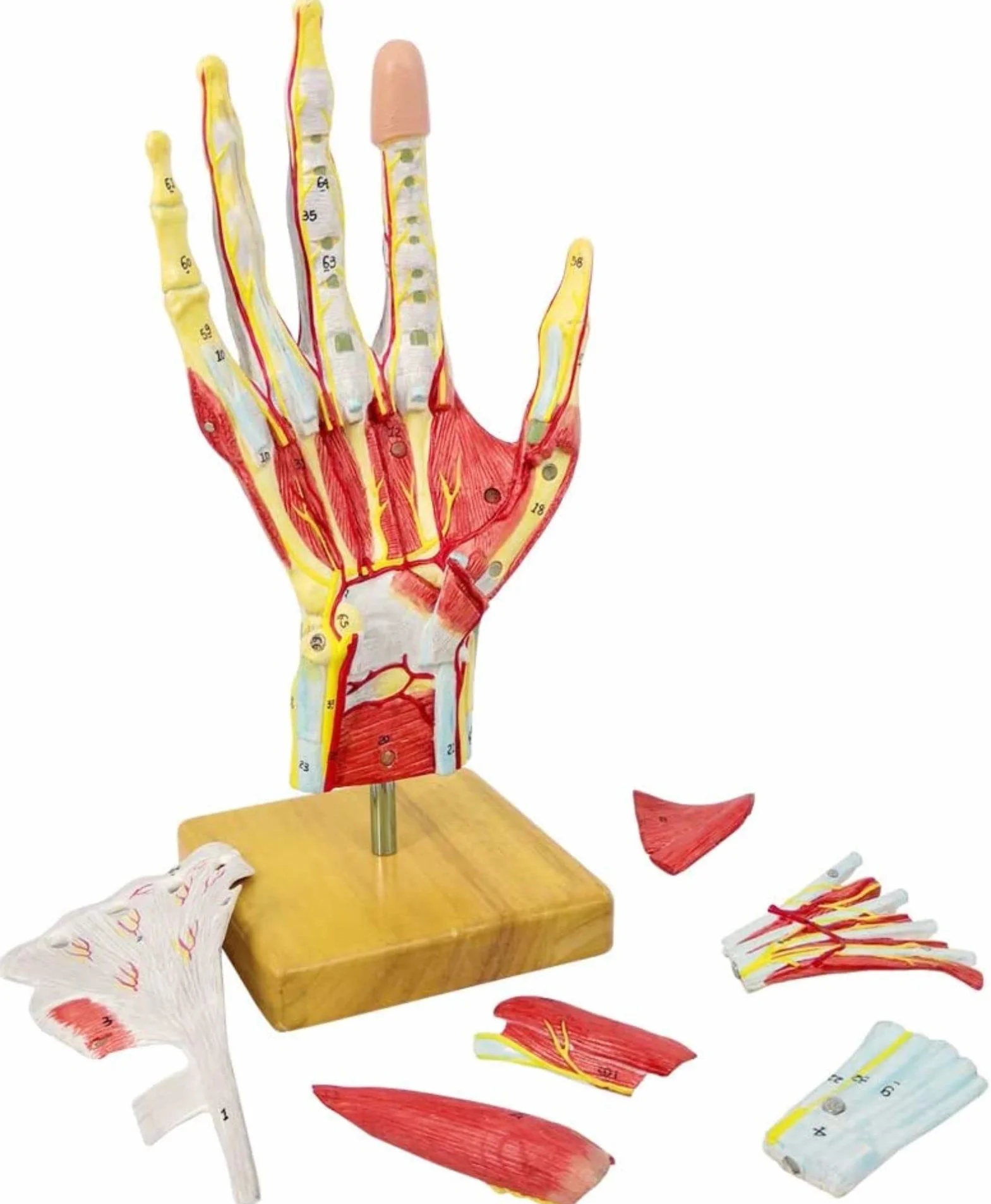 EVOTECH SCIENTIFIC 2022 Nowy medyczny anatomiczny szkielet ręczny z pasmami mięśniowymi nerwami i naczyniami krwiowymi, 7 części, wielkość życia, magnetyczny prosty montaż (model ręczny)