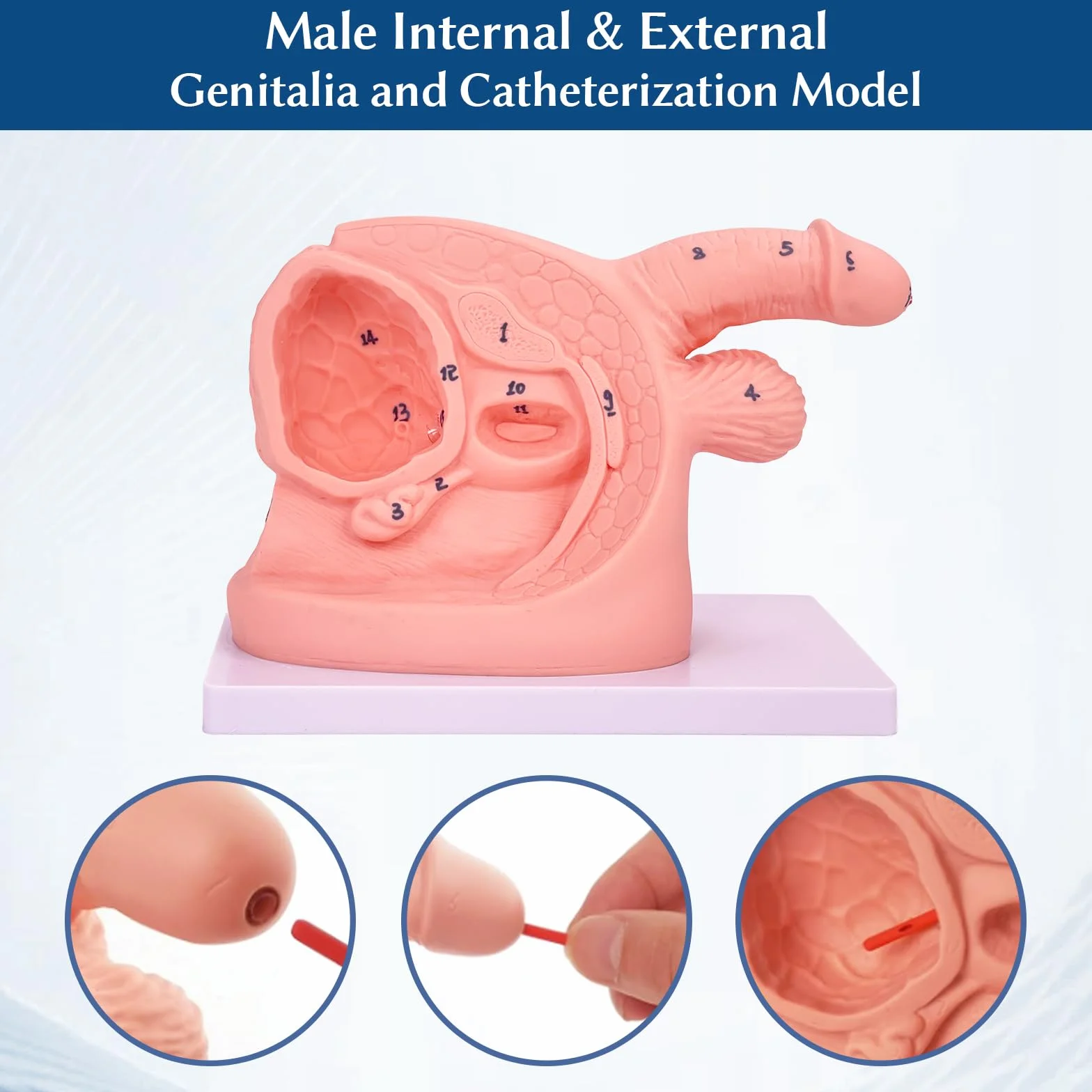 Anatomia – model cewnikowania, model cewnikowania dla mężczyzn i kobiet, wewnętrzne i zewnętrzne , model anatomiczny do nauczania klinicznego i praktycznego szkolenia