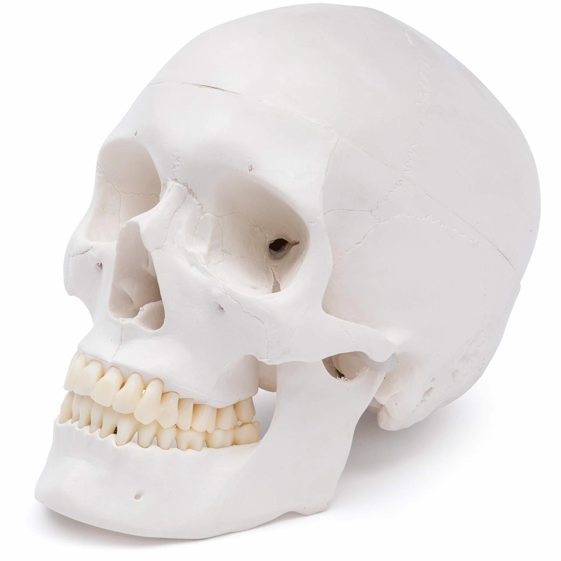 Cranstein A-240 anatomiczna czaszka | medycyna nauka i edukacja | trupia czaszka | model anatomiczny czaszki | model czaszki