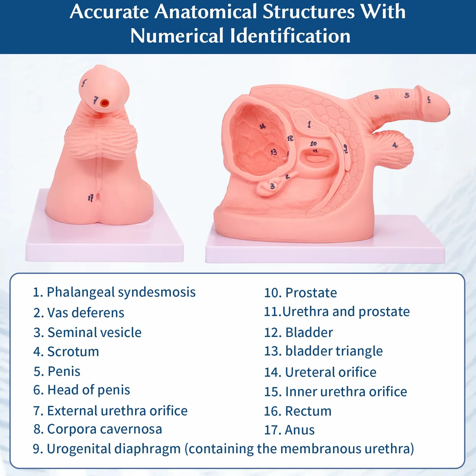 Anatomia – model cewnikowania, model cewnikowania dla mężczyzn i kobiet, wewnętrzne i zewnętrzne , model anatomiczny do nauczania klinicznego i praktycznego szkolenia