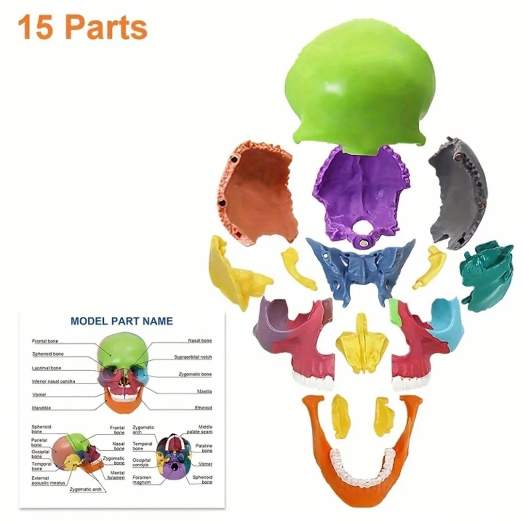 Czaszka mini 15-częściowy model czaszki do nauki anatomii, idealny dla dzieci i studentów do nauki anatomii człowieka