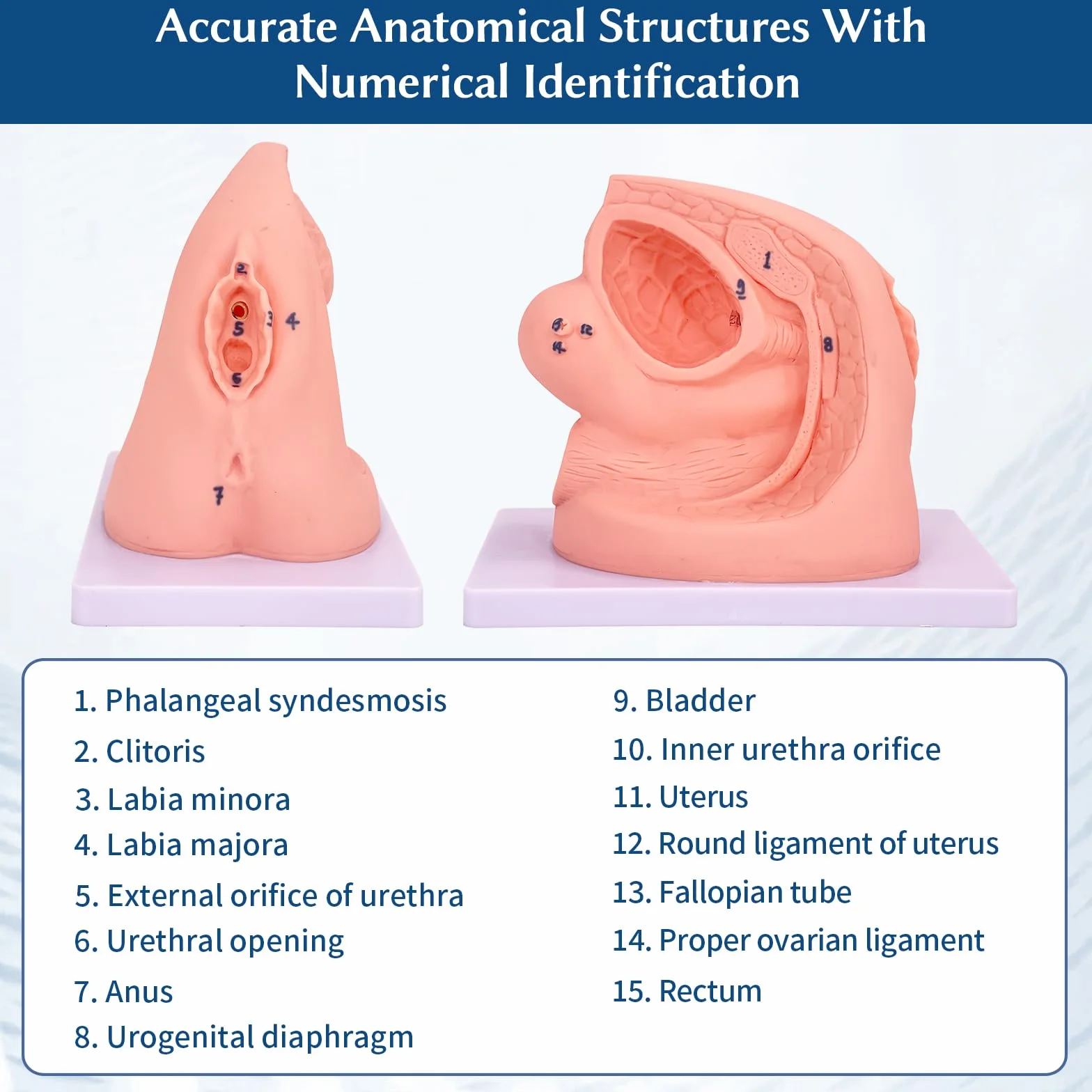 Anatomia – model cewnikowania, model cewnikowania dla mężczyzn i kobiet, wewnętrzne i zewnętrzne , model anatomiczny do nauczania klinicznego i praktycznego szkolenia