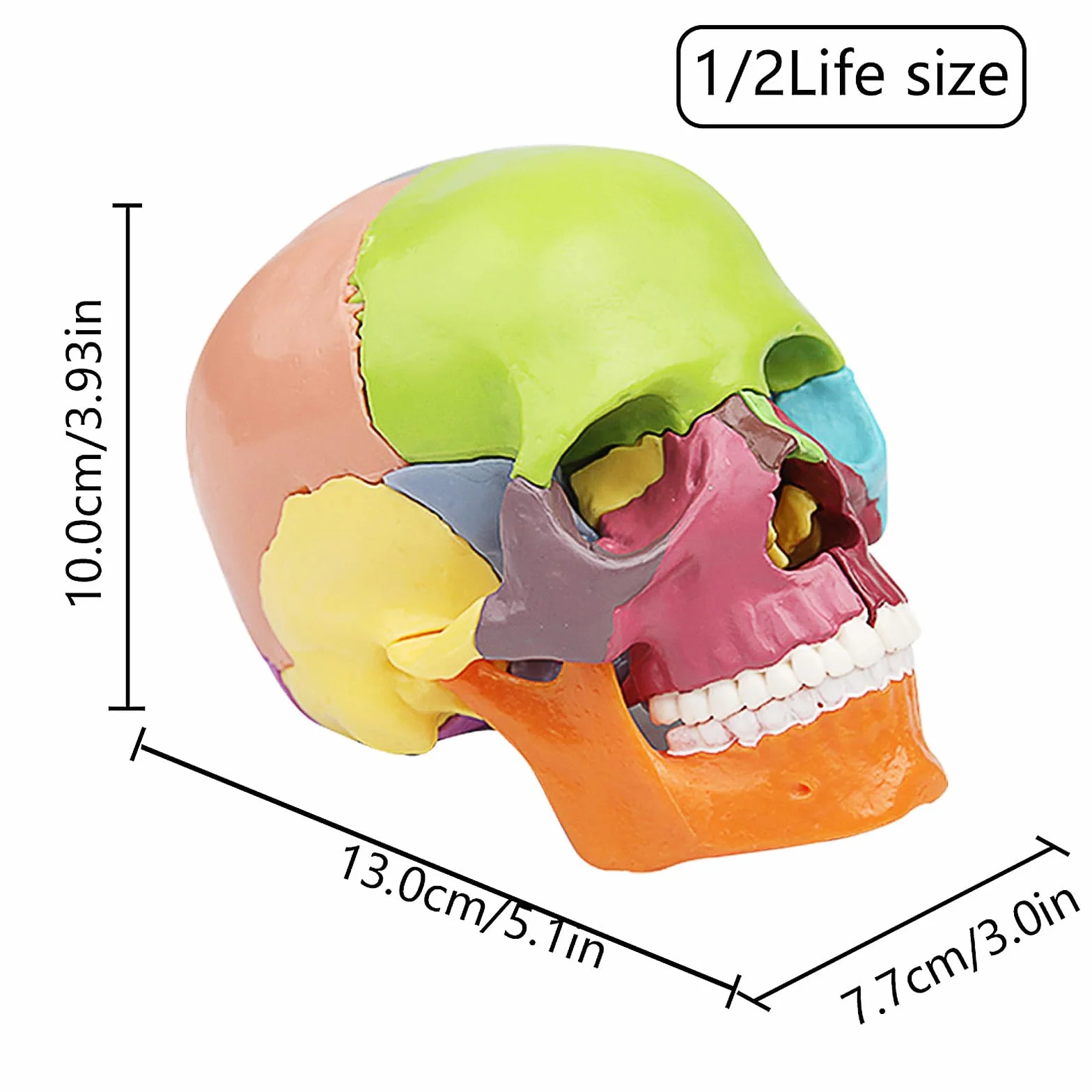 Czaszka mini 15-częściowy model czaszki do nauki anatomii, idealny dla dzieci i studentów do nauki anatomii człowieka