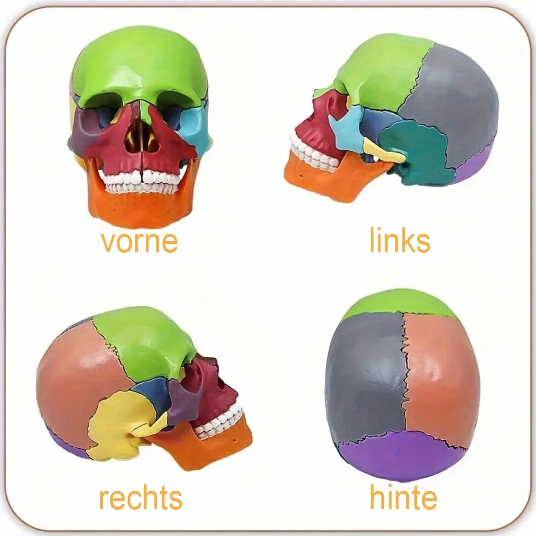 Czaszka mini 15-częściowy model czaszki do nauki anatomii, idealny dla dzieci i studentów do nauki anatomii człowieka