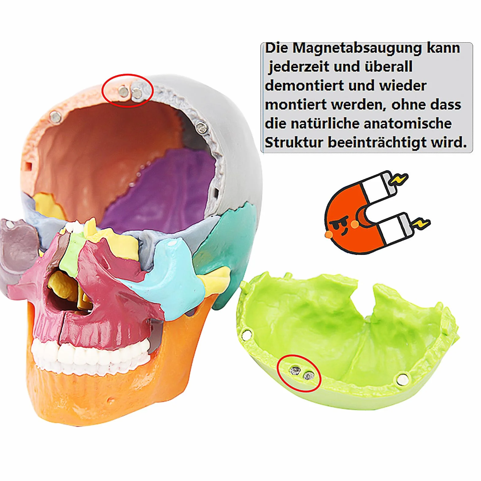 Czaszka mini 15-częściowy model czaszki do nauki anatomii, idealny dla dzieci i studentów do nauki anatomii człowieka