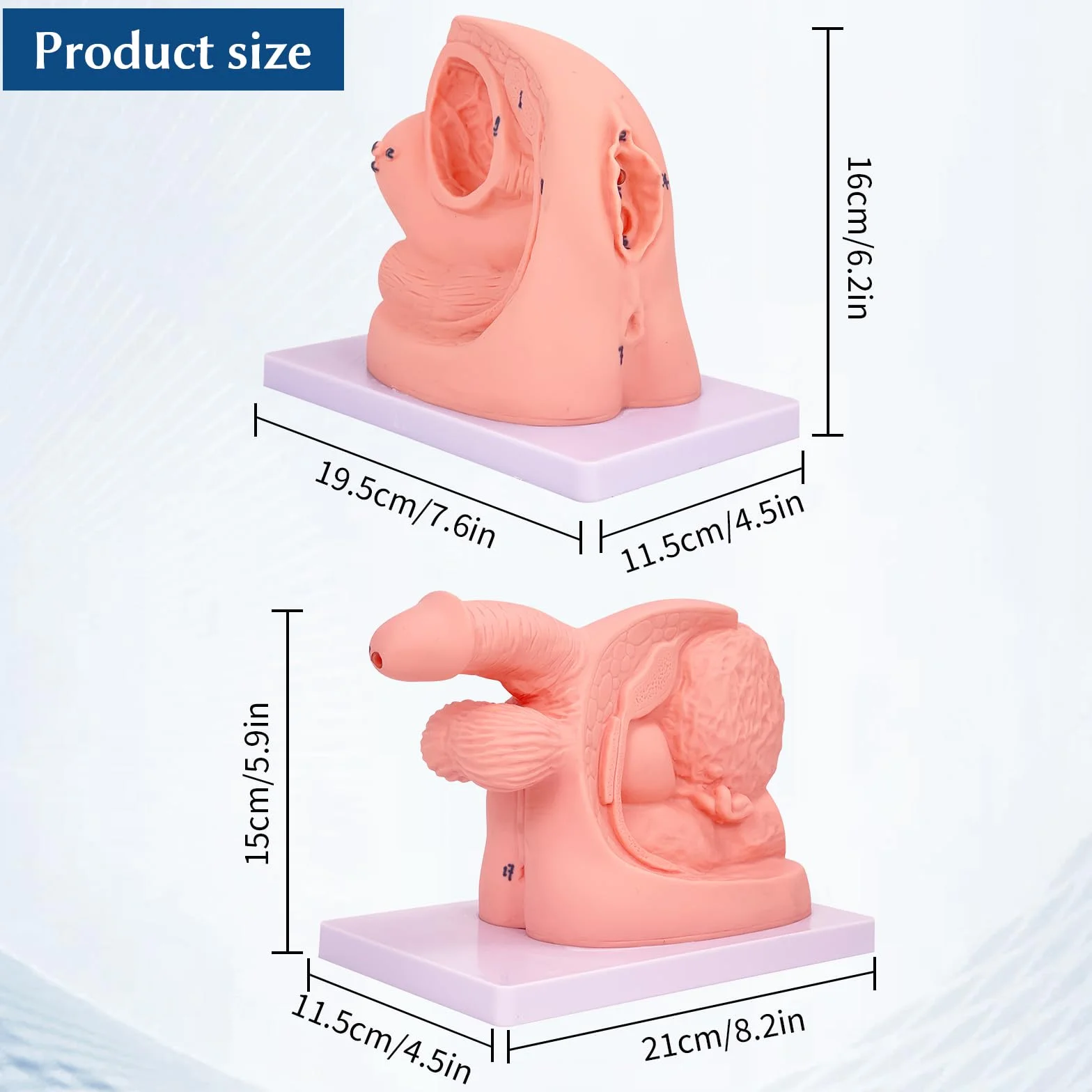 Anatomia – model cewnikowania, model cewnikowania dla mężczyzn i kobiet, wewnętrzne i zewnętrzne , model anatomiczny do nauczania klinicznego i praktycznego szkolenia