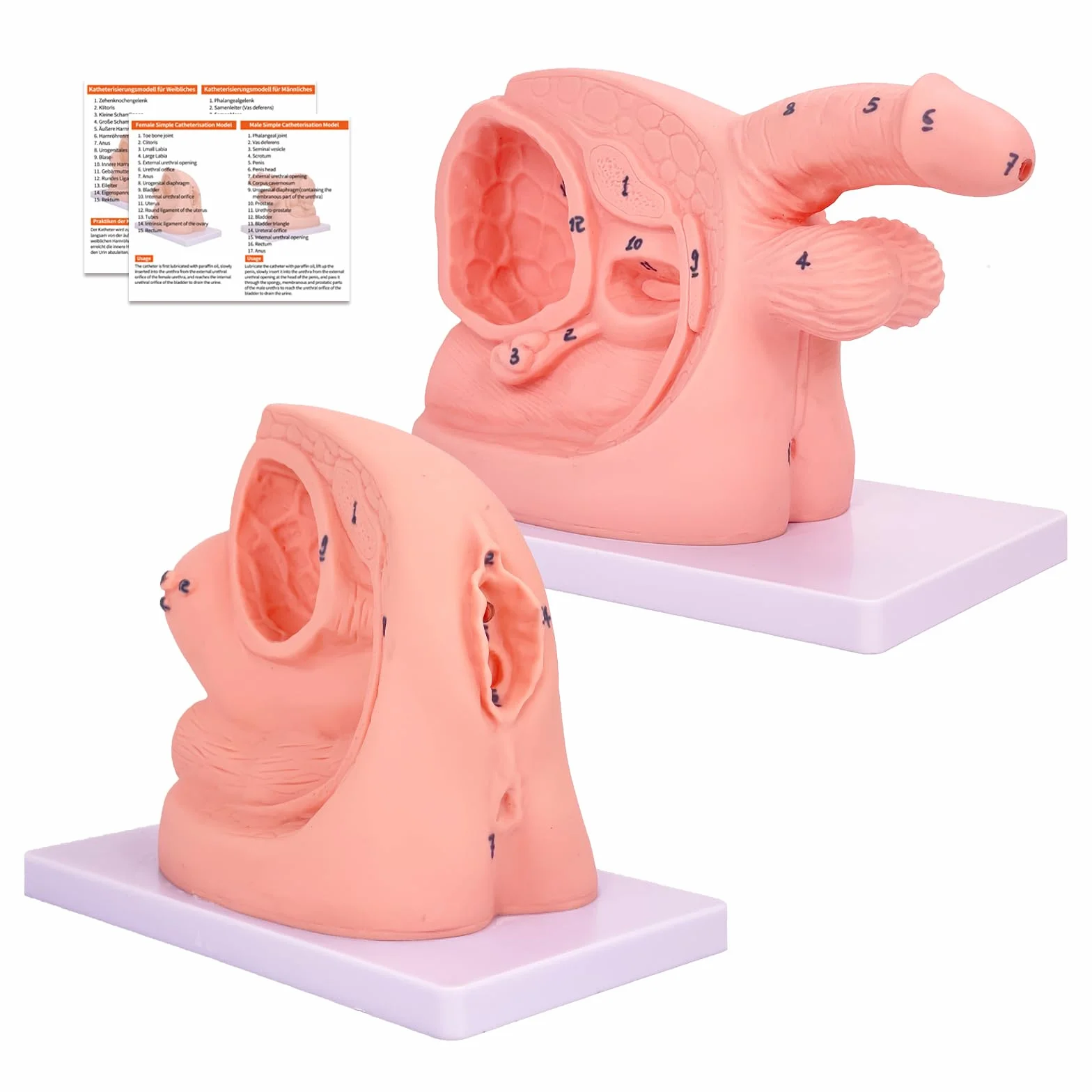 Anatomia – model cewnikowania, model cewnikowania dla mężczyzn i kobiet, wewnętrzne i zewnętrzne , model anatomiczny do nauczania klinicznego i praktycznego szkolenia